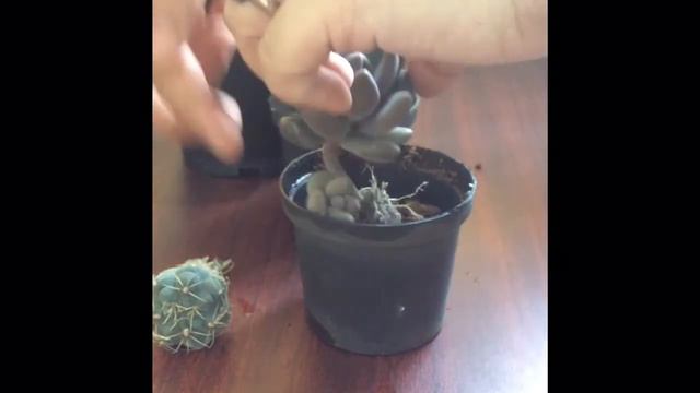 RARE MYSTERY SUCCULENT UNBOXING !! ll PART 4 смотреть онлайн