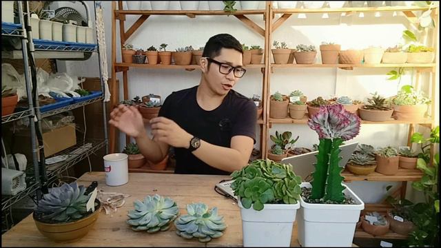 Succulent Tips from Q&A - Usapang Sun Exposure, Watering, DIY potting mix at Fertilizer смотреть онлайн