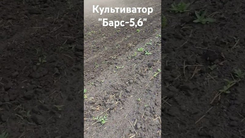 работа междурядного культиватора "Барс-5,6" #культиватор#трактор#сельхозтехника#мтз#культивация