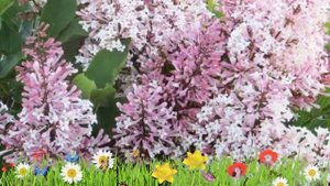 Сирень раскидистая Мисс Ким ? Обзор: посадка и уход. крупномеры сирени: описание и особенности