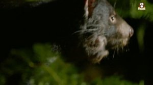 What is a Tasmanian Devil? Learn Facts about Tasmanian Devils!