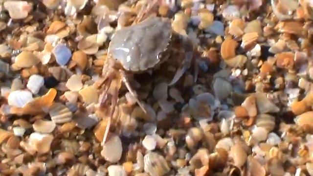 Черноморский краб...."Кассандра" 2011г. смотреть онлайн