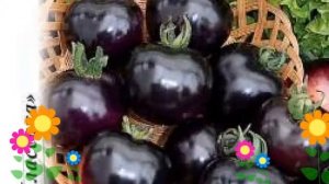 Томат (Черная гроздь F1). Краткий обзор: Томат описание характеристик, где купить семена