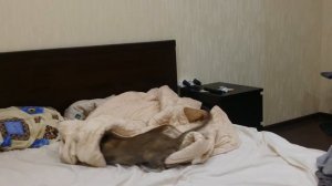 Ориентальная большеухая кошка ловит привидений!