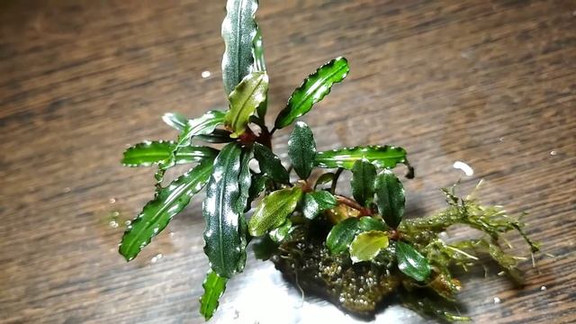 Аквариумные растения Bucephalandra Catherine Буцефаландра "Катрина" смотреть онлайн