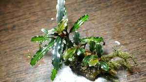 Аквариумные растения Bucephalandra Catherine   Буцефаландра "Катрина"