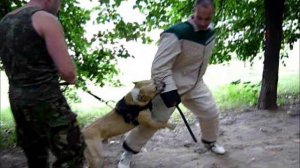 амстафф работает