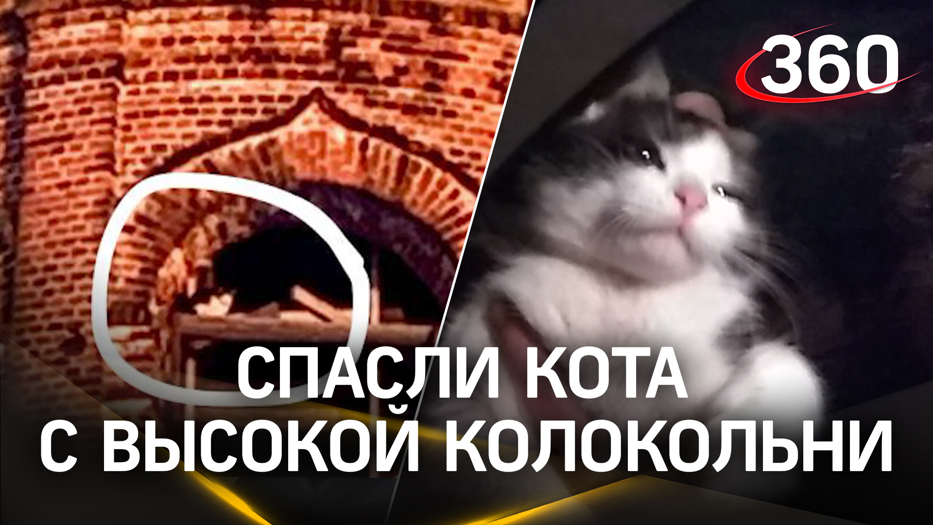 Проехал 100 км, чтобы спасти кота: житель Подмосковья спустил хвостатого с высокой колокольни