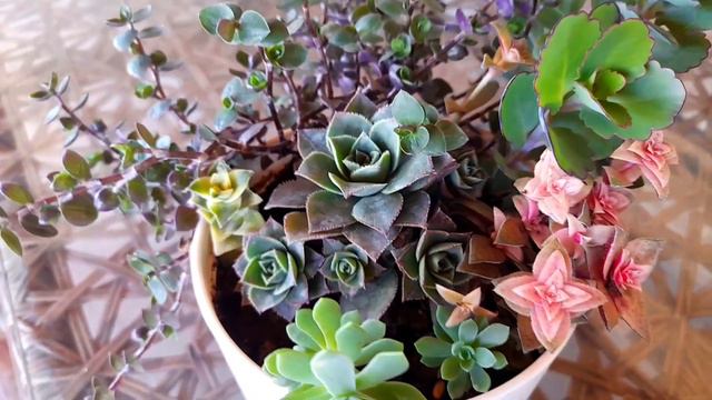 ZEYNEP HANIMIN HEDİYELERİ HARİKA OLDULAR MAŞALLAH 🧿🧿🧿 #sukulent#çiçeklerim#sukulentaranjman смотреть онлайн