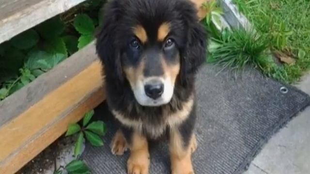 Бурят-монгольский волкодав (хотошо): описание породы смотреть онлайн