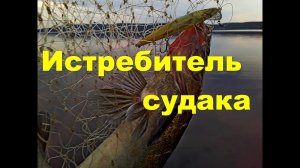 Истребитель судака и щуки