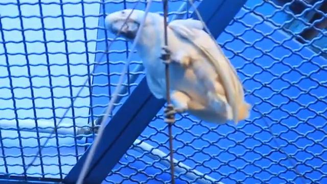 Зоопарк - Ржачные какаду смотреть онлайн