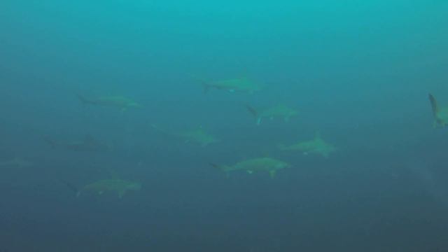 School of scalloped hammerheads смотреть онлайн