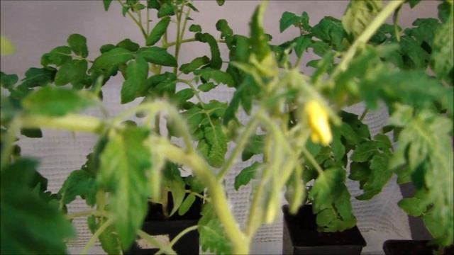 Комнатные томаты радуют!! смотреть онлайн