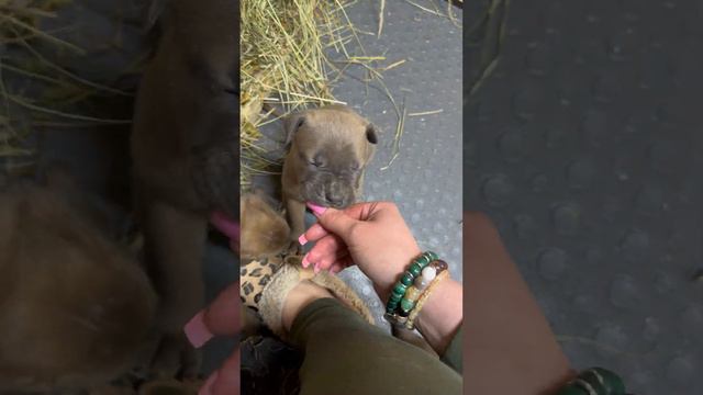 Щенки Кане Корсо переехали в щенятник !