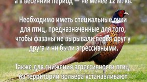 Разведение фазанов. Бизнес идеи