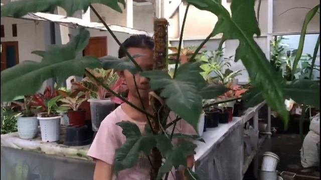 PHILODENDRON DRAGON, DRAGON GOLDEN DAN LIME FIDDLE смотреть онлайн