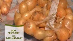 Торфогель "Сибиряк" - Лук севок (сбор урожая)