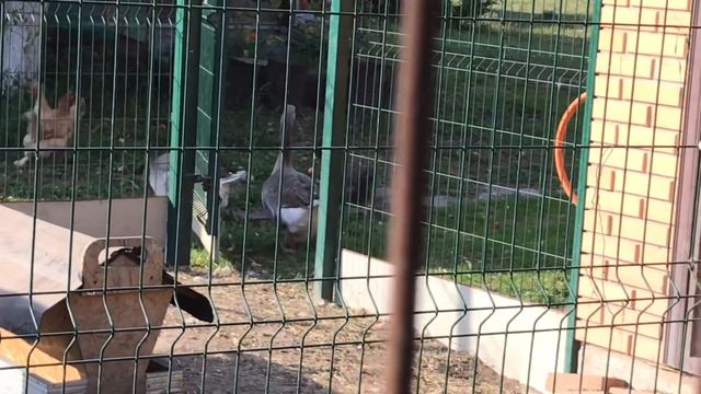 Почему у меня крупные и хорошо растут Цыплята