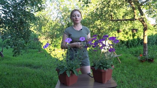 ПЕТУНИЯ ОТ СЕМЕЧКА ДО ЦВЕТКА/МОЙ ОПЫТ смотреть онлайн