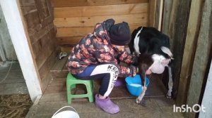 Контрольная дойка козы ламанча