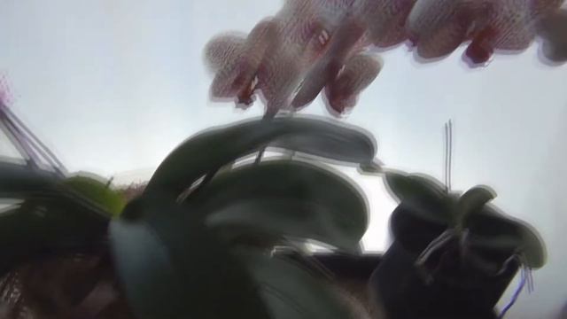 Repotted the Phalaenopsis Orchid Update смотреть онлайн