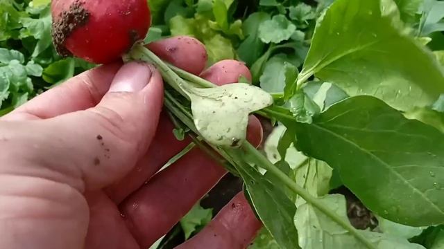 КАКАЯ РЕДИСКА ЛУЧШЕ? Иванова Наука выбрала самый вкусный и урожайный сорт. смотреть онлайн