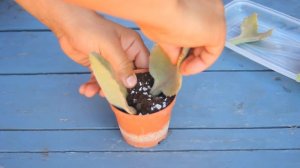 How to grow Velvet Leaf Kalanchoe - Kalanchoe beharensis Fang