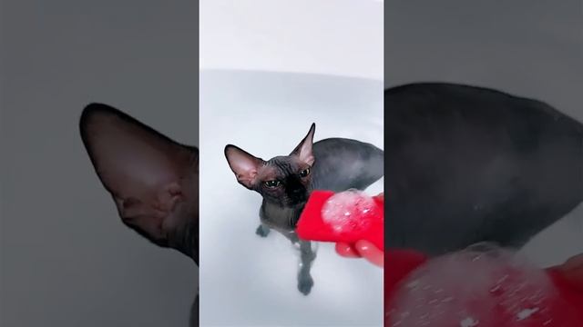Лысая кошка Сфинкс как купать