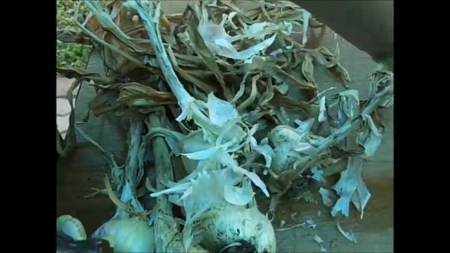 Афлатунский лук_анзур.Подготовка к посадке осенью. смотреть онлайн