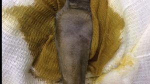 Вывих локтя у кошки