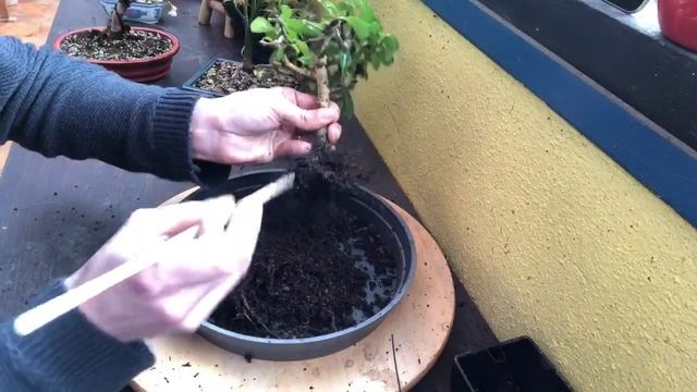 ? BONSAÏ CARMONA MICROPHYLLA De Supermarché ? L’ARBRE À THÉ ? смотреть онлайн