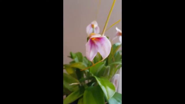 #GVOS2020 Masdevallia (maybe) exquisita смотреть онлайн