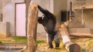 ГОРИЛЛЫ – добрые африканские гиганты и умные обезьяны!