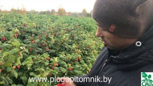 Малина Зюгана (Sugana) сорт ремонтантной малины без недостатков. Описание сорта малины Зюгана.