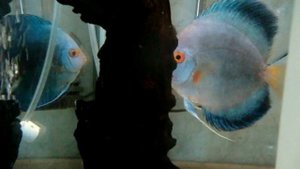 дискусы малек первый день