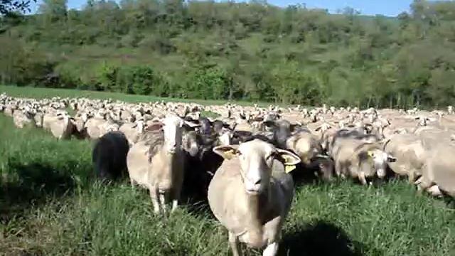 Brebis de la race Lacaone, Овце от породата Лакон за мляко смотреть онлайн