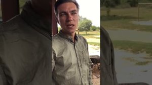 В Африке Калахари едят львов