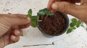 How to grow fittonia | Fittonia cuttings | Easiest Way To grow  fittonia cuttings