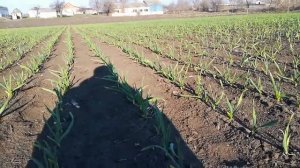 1я фунгицидно-инсектицидная обработка чеснока