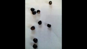 Механическая скарификация для быстрой всхожести семян