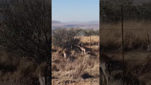 Herd of Reindeer / Takbokke deep in the Drakensberg mountains... -3 degrees Celsius 🥶🥶