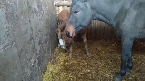 Перелом ноги у жеребёнка . Лечение перелома ноги у жеребёнка