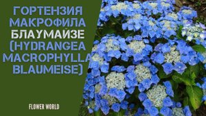 Гортензия макрофила Блаумайзе (Hydrangea macrophylla Blaumeise).