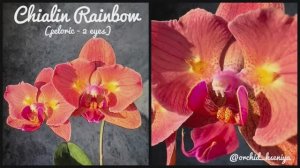 Phal. Chialin Rainbow peloric - 2 eyes ? Первое цветение азиатской орхидеи бабочки | Обзор сорта