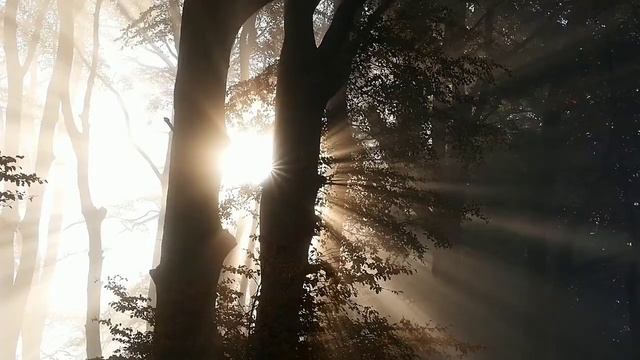 Meditation for a good day - медитация для хорошего дня смотреть онлайн