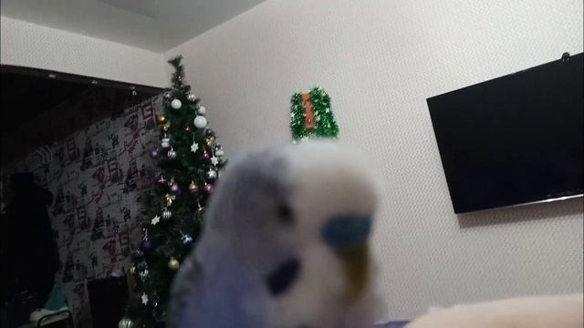 ТОША НА РУКЕ 1 ПОПУГАЙ