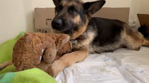 Схватки Немецкой Овчарки | Стелла Немецкая Овчарка Большая