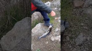 Рыбалка на Судака в окрестности Ростова на Дону .нарезка за октябрь.