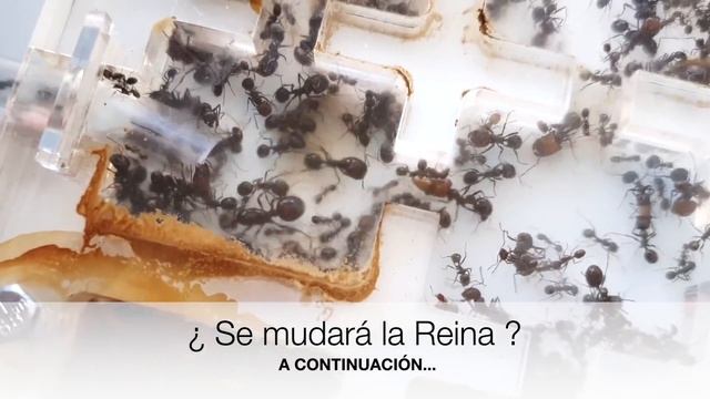 Esto es una pasada! Gigantesca mudanza de hormigas ¿pero y la hormiga Reina? смотреть онлайн